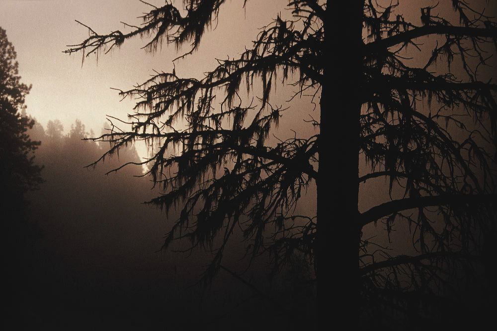 jb_salmonlake-fog_006.jpg