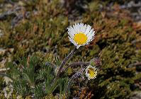 jb_aster_002