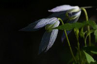 jb_clematis_4038