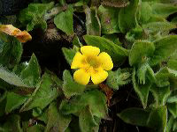 jb_creepingmonkeyflower_02