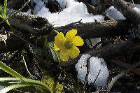 jb_earlybuttercup_004