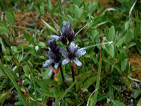 jb_felwort_0025