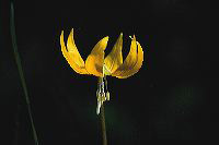 jb_glacierlily_4034