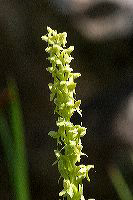 jb_greenbogorchid_4516