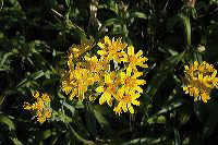jb_groundsel_002