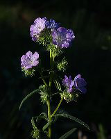 jb_heliotrope_2495