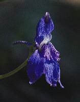 jb_larkspur_4062a