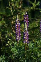 jb_lupine_0587