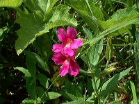 jb_monkeyflower-pink_0110