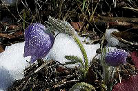 jb_pasqueflower_004