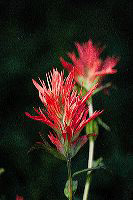 jb_scarletpaintbrush_4428