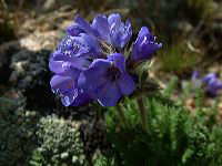 jb_stickyjacobsladder_0178