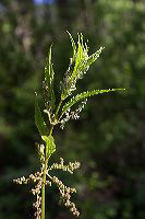 jb_stingingnettle_2465