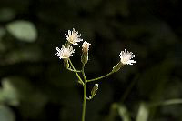 jb_whiteflowered_hwkweed