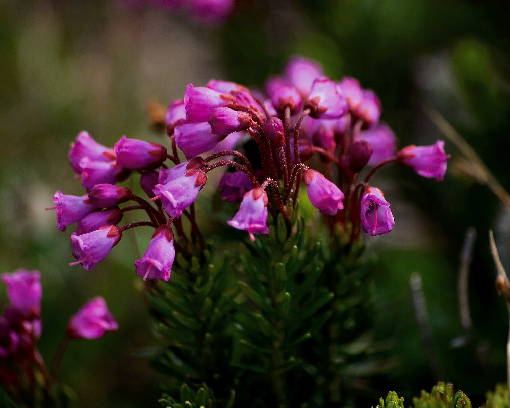jb_alpineheather_5040.jpg