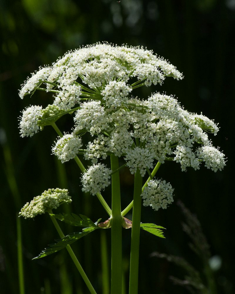 jb_angelica_4521.jpg