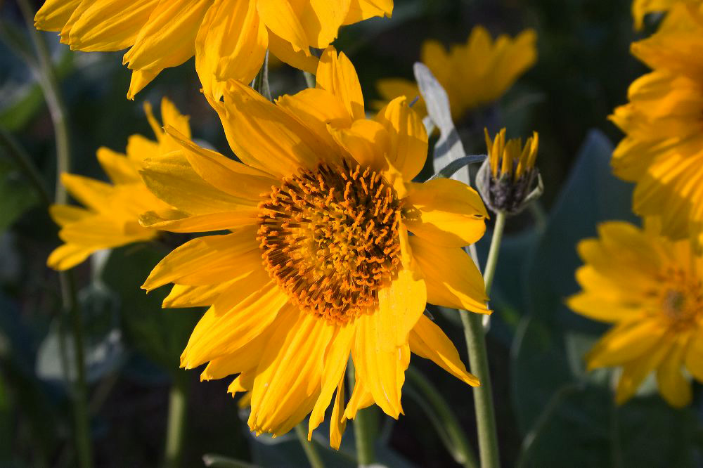jb_arrowleafbalsamroot_5368.jpg