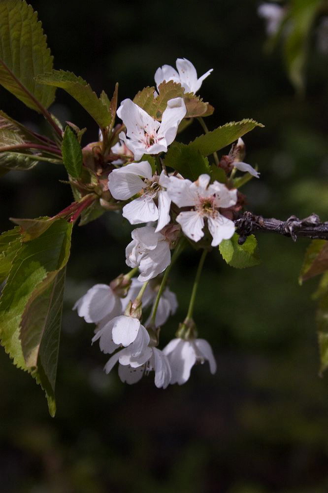 jb_cherryblossoms_001.jpg