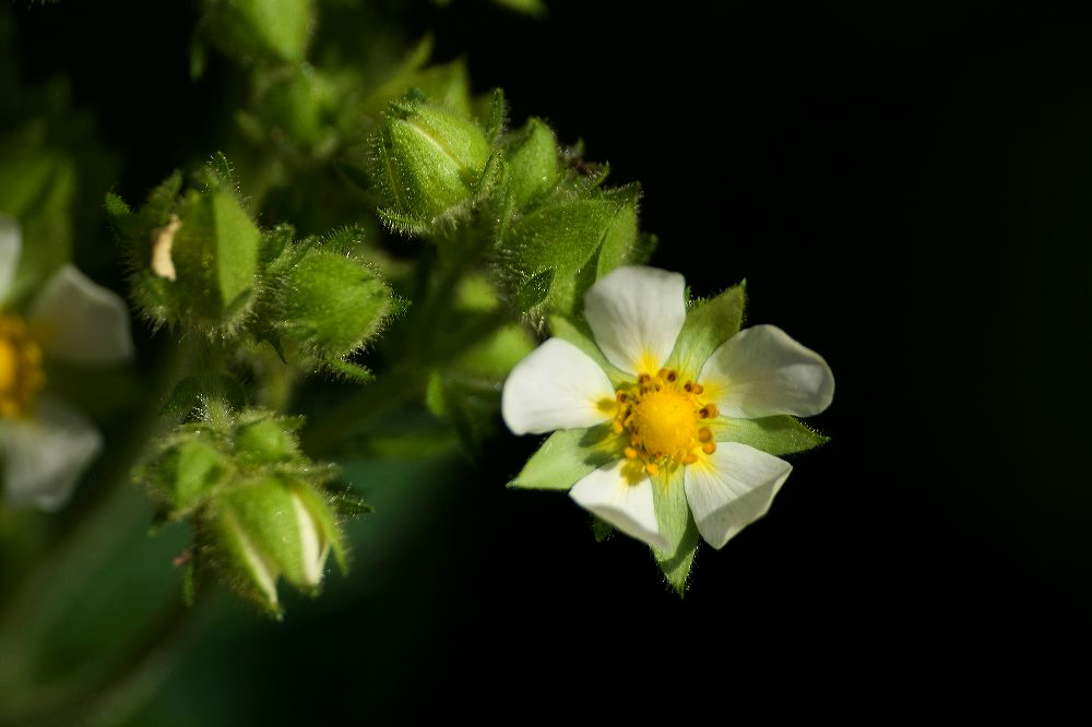 jb_cinquefoil_0618.jpg