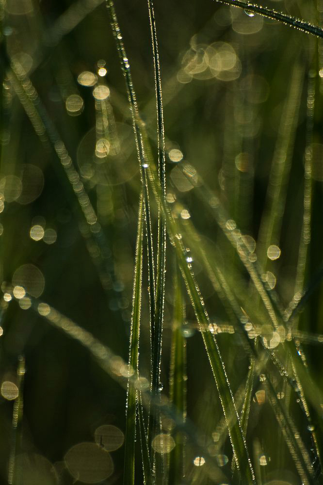 jb_dew-grass_0568.jpg