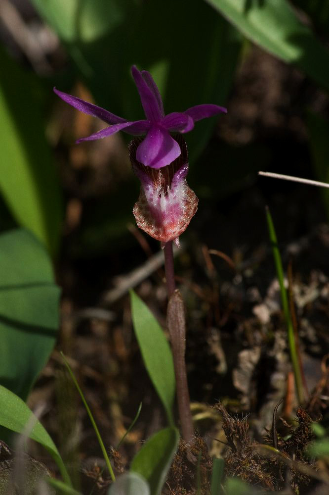 jb_fairyslipper_4045.jpg