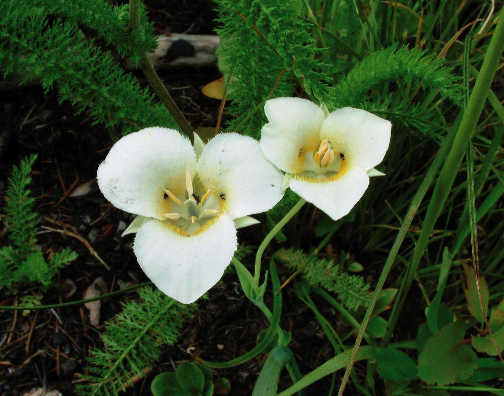 jb_mariposalillies_01.jpg