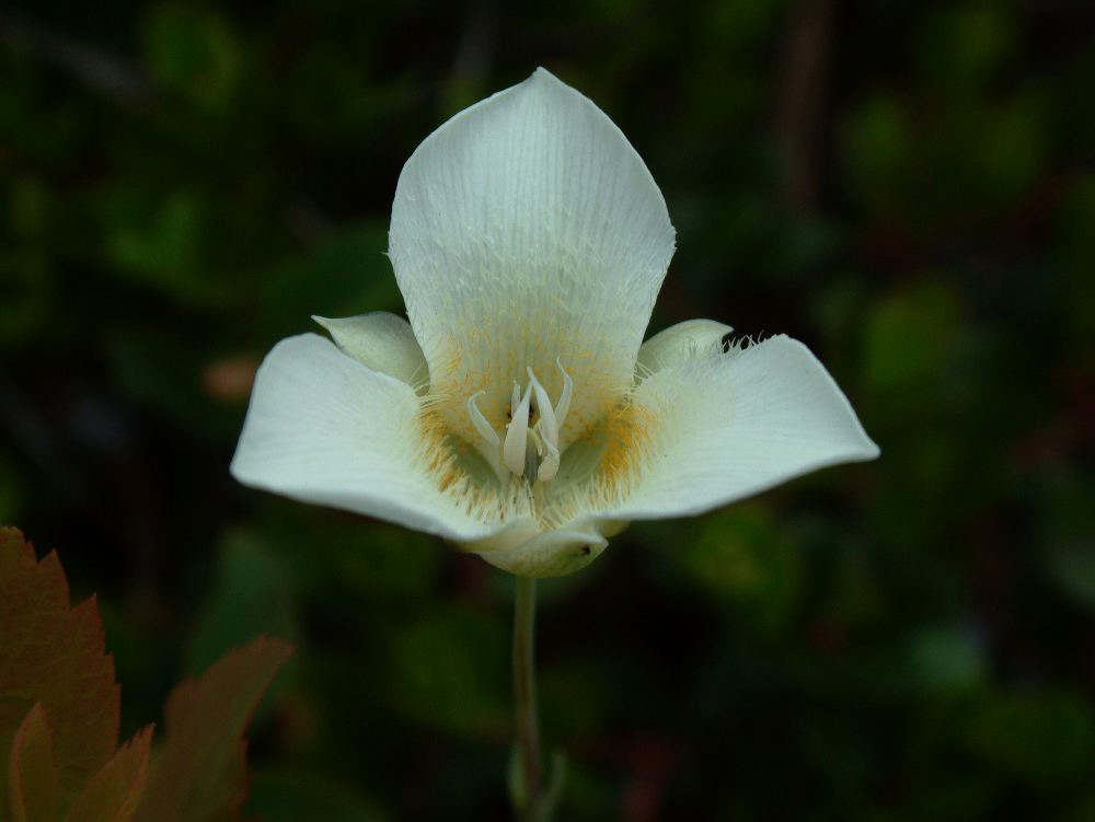 jb_mariposalily_0339.jpg