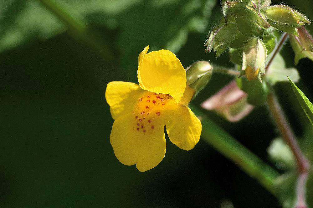 jb_monkeyflower_4519.jpg