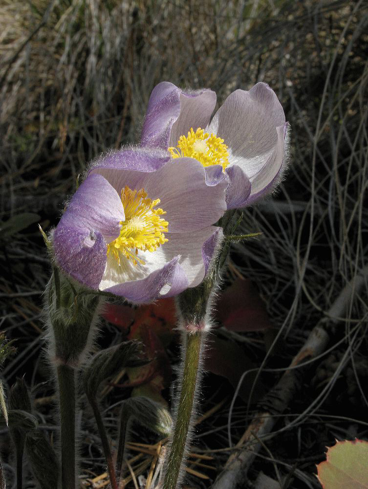 jb_pasqueflower_02.jpg