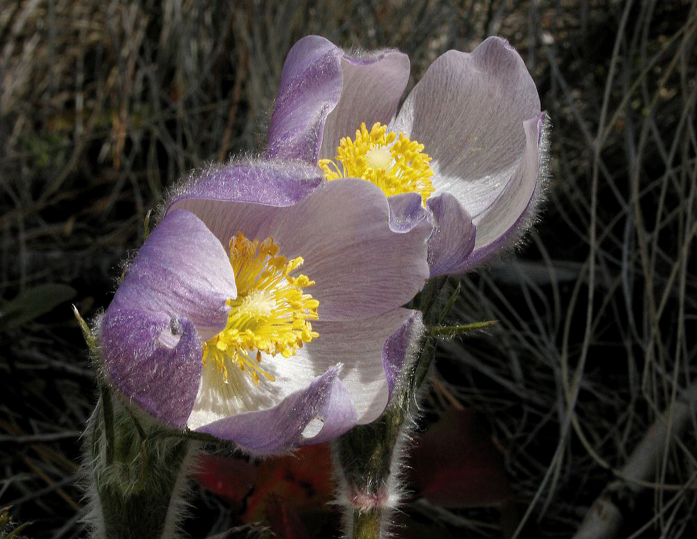 jb_pasqueflower_02a.jpg