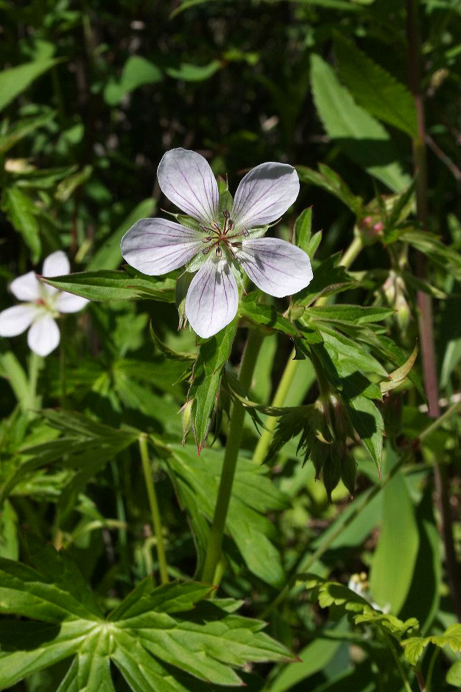 jb_richardsonsgeranium_4427.jpg