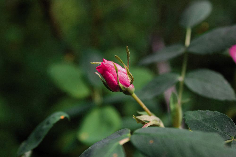 jb_rosebud_2461.jpg