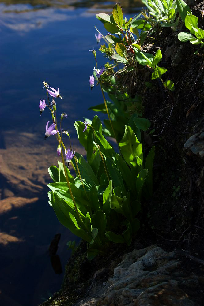 jb_shootingstars-lake_5901.jpg