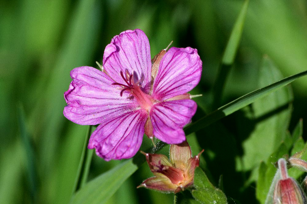jb_stickygeranium_4218.jpg