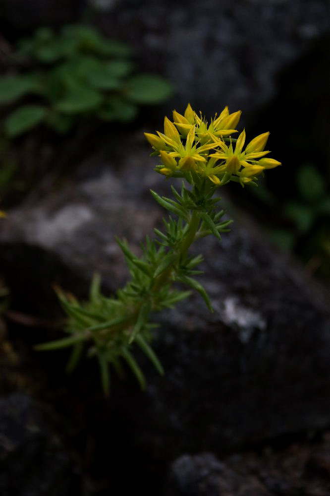jb_stonecrop_5812.jpg