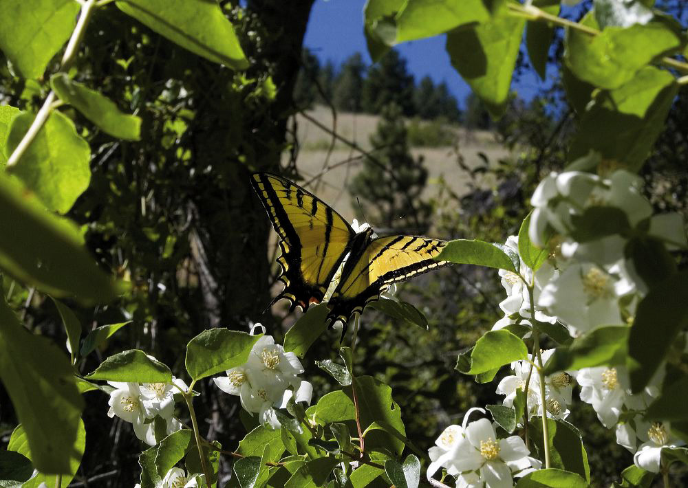 jb_swallowtail_mocko_349f05.jpg
