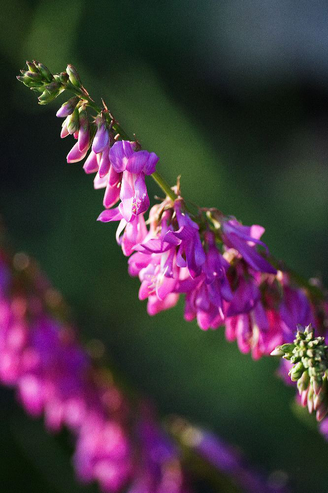 jb_sweetvetch_4431.jpg