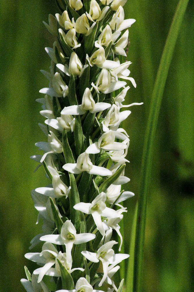 jb_whitebogorchid_4523.jpg