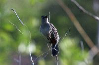 jb_catbird_4205