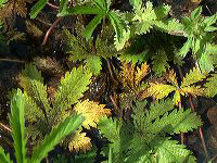 jb_leopardfrog_0406