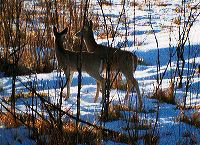 jb_whitetaildoes_01