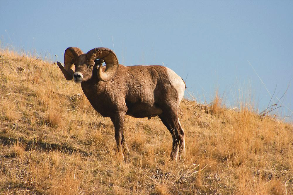jb_bighornram_5561.jpg