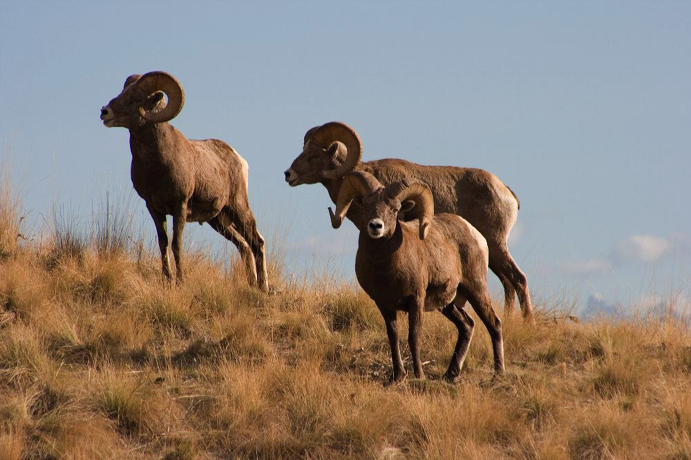 jb_bighornrams_5586.jpg