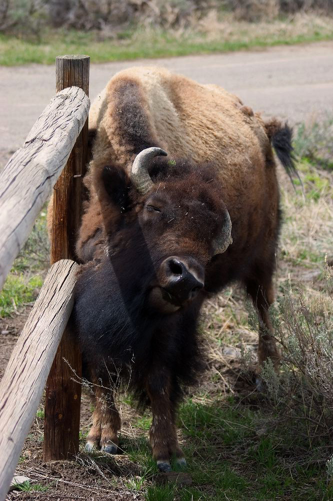 jb_buffaloscratch_3964.jpg